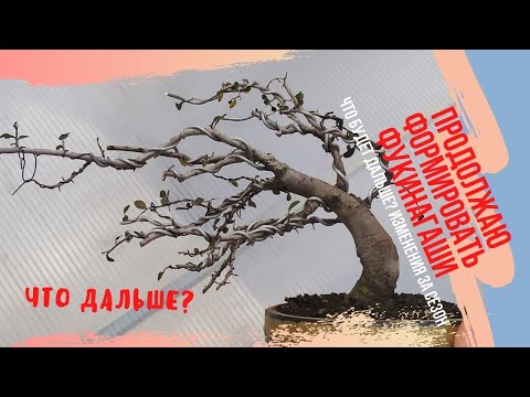 Видео: Вяз в силе Фукинагаши - развитие ветвистости и формирование небари. Что стало с БОНСАЙ ФУКИНАГАШИ?