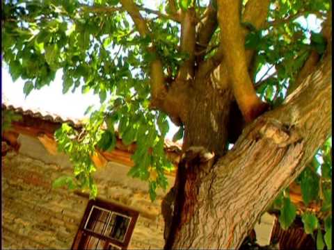 Видео: Георги Германов- В градинка на боклук