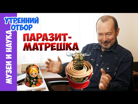 Видео: Полихета внутри полихеты - паразит-матрешка. Игорь Фадеев