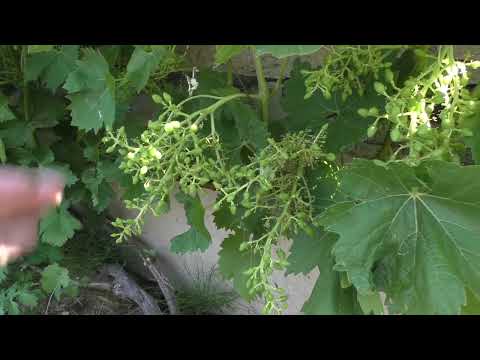 Видео: Нормировка винограда гроздями. Особенности сезона 2024