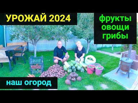 Видео: Наш урожай 2024 года!!! Убрали огород. Сходили за грибами.