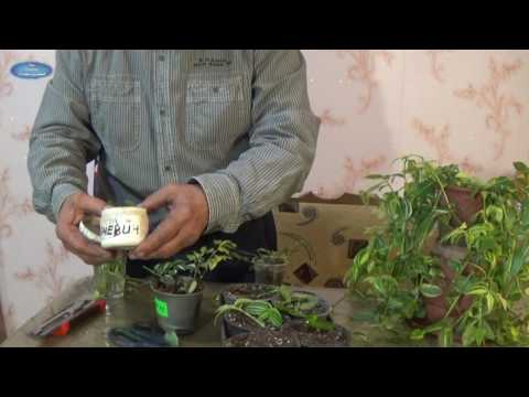 Видео: ТРАДЕСКАНЦИЯ. РАЗМНОЖЕНИЕ. ХОРОШИЙ СПОСОБ РАЗМНОЖЕНИЯ ТРАДЕСКАНЦИИ.