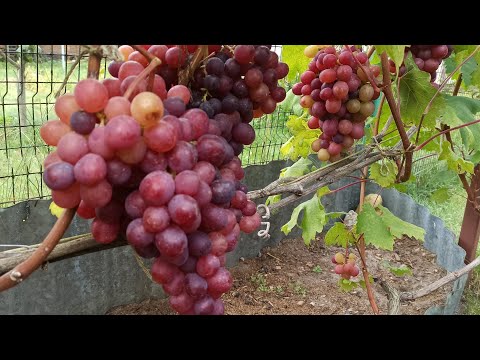 Видео: Как я вырастила виноград в Подмосковье 2025 году...🤔🤷