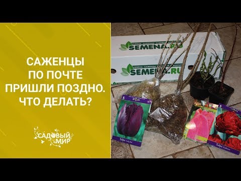 Видео: Саженцы по почте пришли поздно. Что делать?