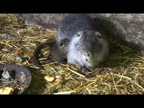 Видео: Перші кроки в розведенні нутрій .