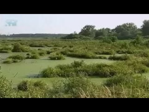 Видео: Болото. Что такое болото