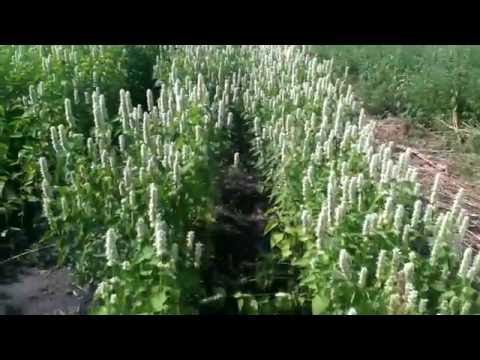 Видео: Лофант тибетский