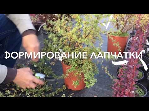 Видео: Лапчатка - формирование растения