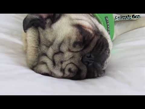 Видео: Слишком смешные видео с мопсами