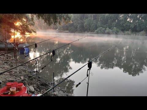 Видео: Рыбалка на Реке Кубань.дикий сазан на кукурузу.
