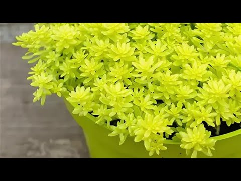 Видео: Седум йелоу букет реанимация, укоренение