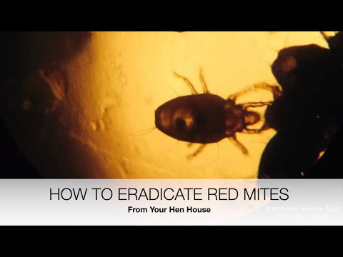 Видео: Как избавиться от красных клещей в курятнике | Sez the Vet