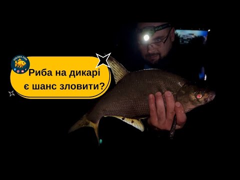 Видео: Вирвались на природу: рибалка з уловом ляща і карася.