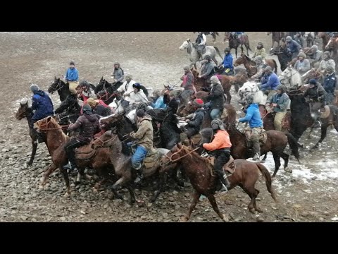 Видео: бузи калонтарин дар Н нуробод ҳадман бинен