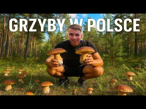 Видео: Сезон грибів в Польщі 2025, Я був в шоці