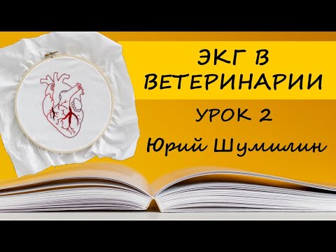 Видео: ЭКГ В ВЕТЕРИНАРИИ УРОК 2