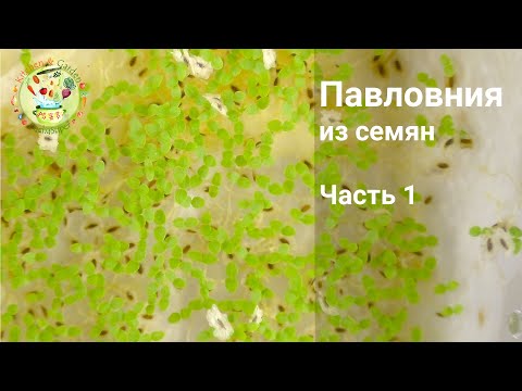 Видео: Павловния из семян. Часть 1 Посев семян