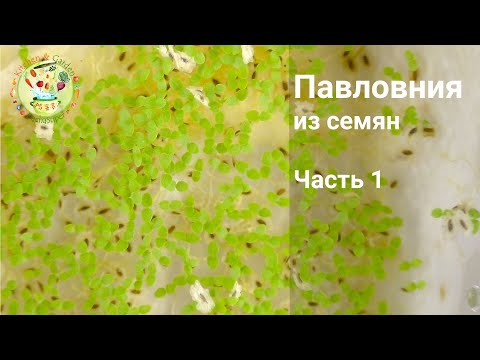 Видео: Павловния из семян. Часть 1 Посев семян