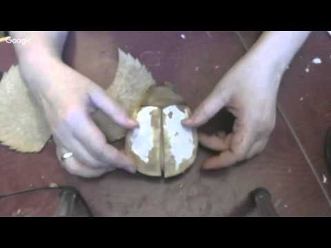 Видео: Мастер класс Скарабей. текстильная грунтованная игрушка