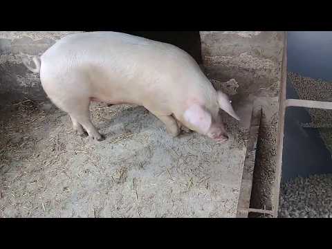 Видео: Супер корма для свиней по ГОСТу!!!!