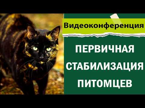 Видео: Первичная стабилизация пациентов с травмой в ветеринарии | Кривицкий Владислав Игоревич