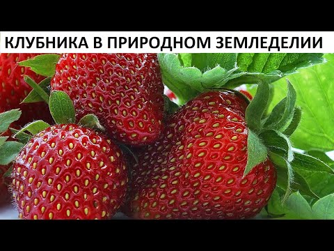 Видео: Клубника в природном земледелии.