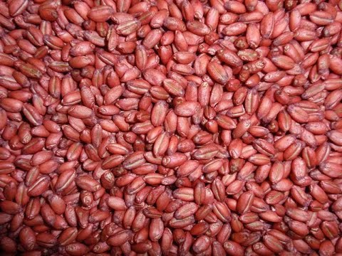 Видео: Биология с нуля. Полимерия генов + задача на полимерию.