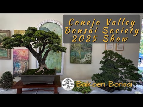 Видео: Выставка Общества бонсай долины Конехо 2025 — Клуб бонсай Байкоен
