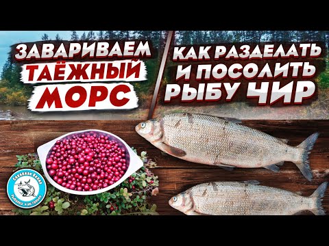 Видео: Чир. Солим чира. Готовим таёжный морс из брусники.