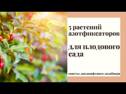 Видео: 5 растений - азотфиксаторов для плодового сада