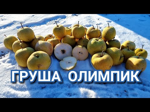 Видео: Груша Олимпик /Pears Olimpic