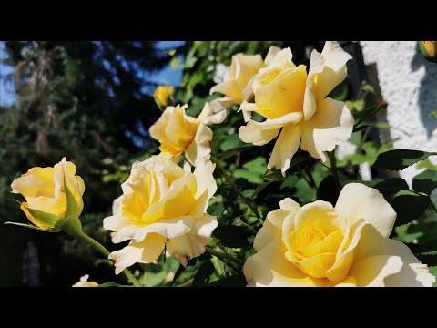 Видео: Второе цветение розы Санни Скай (Sunny Sky, Kordes 2009)