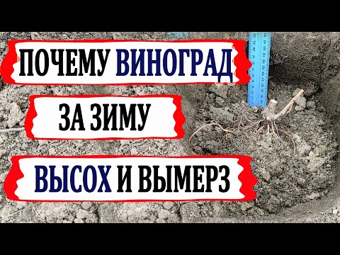 Видео: 🍇 Никогда так не делай! Почему за зиму высохли и погибли лозы винограда? Зимнее иссушение ветром.