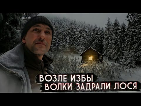 Видео: Возле избы волки задрали лося.