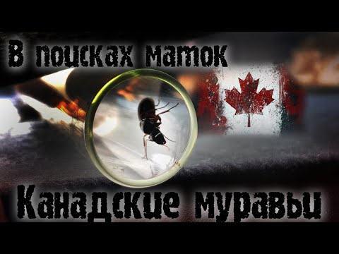 Видео: СОБИРАЕМ НОВУЮ КОЛЛЕКЦИЮ МУРАВЬЕВ В КАНАДЕ!