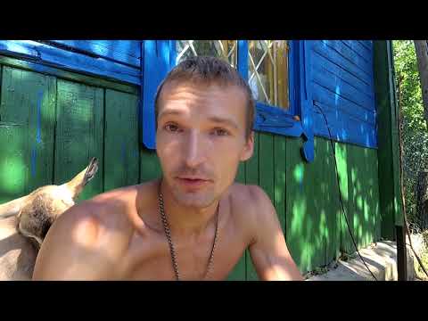 Видео: Коза в охоте - что с молоком.