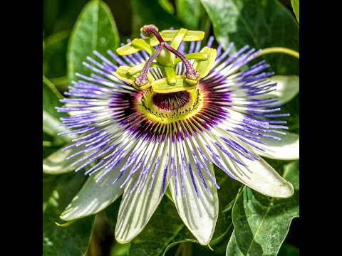 Видео: Маракуйя северная от семени до всходов за 9 дней!