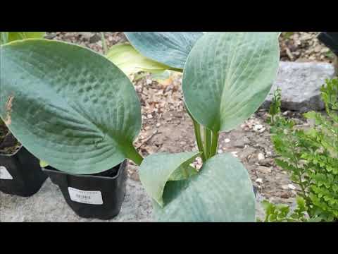 Видео: Розпаковка посилки від Флоріум.Хости.