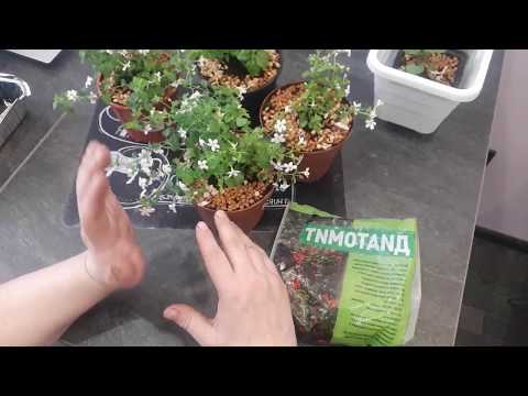 Видео: ДИАТОМИТ! Что это? Пробовали?