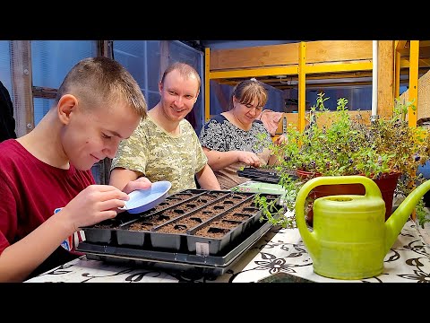 Видео: Выгонка тюльпанов 2025 | Черенки | Сажаем семена | Собираем стеллажи | Новые покупки | Куча дел