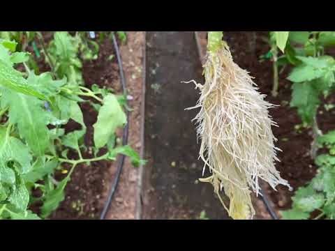 Видео: Еще раз про формирование кустов томатов во время налива плодов.