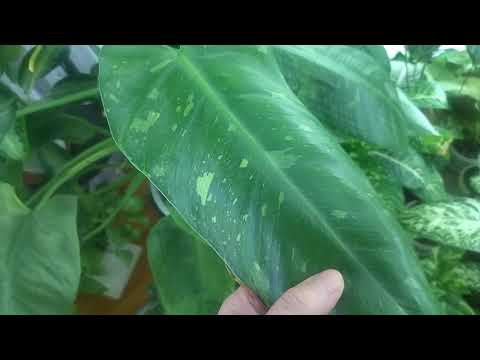 Видео: Большой обзор комнатных растений. Ноябрь 2025 г. 