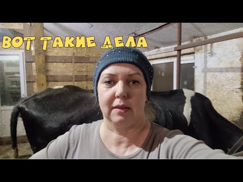 Видео: Была Ветврач, прогноз по корове. Коз перетусовала. Думаю, что я всё же сделала.