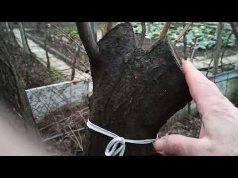 Видео: № 599   Как се присажда (ашладисва) старо дърво - 13.01.2023 г.