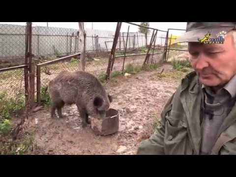 Видео: Охота с собакой, притравка охотничьих собак на кабана