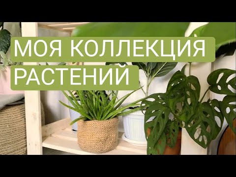 Видео: Моя коллекция растений. Обзор