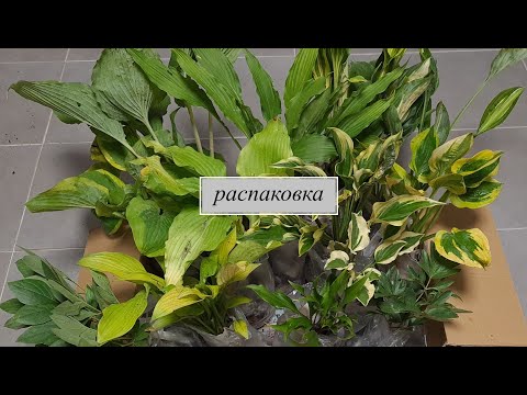 Видео: Мои новинки хост 2021 года - Очередная распаковка номер 4 - В каком состоянии они пришли