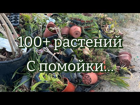 Видео: Спасла с помойки больше 100 растений (P.S. Я забрала абсолютно всех)