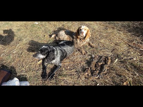 Видео: 2 выход открываемся по перепелу