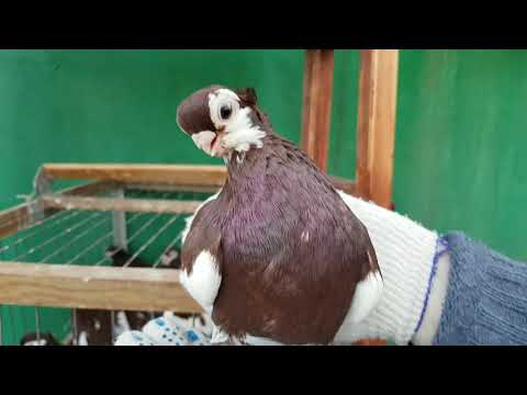 Видео: Голуби породы турман. Часть первая. Краснопегие разведение. Константин Шарпов. Обзор голубей.